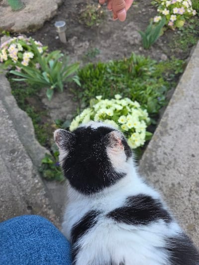 The scene, set in Staliyska mahala, Bulgaria, is captured from a high-angle perspective, looking down into a small garden area. A black and white cat, viewed from behind, is positioned on a concrete surface in the lower central part of the frame. Its fur is irregularly patterned with black patches on a white base. A reddish discoloration or mark is visible on the inner surface of its right ear. To the left of the cat, the upper portion of a human leg, clad in blue denim, is visible. The cat faces a garden bed comprising dark soil, bordered by concrete or stone. Within the garden, clumps of light yellow and light pink/white flowers, resembling primroses, are interspersed with various green plants and foliage. A metallic spike-style garden light is embedded in the soil towards the left side of the garden bed. A human hand, with light skin and visible fingernails, extends into the frame from the top, positioned above the garden and the cat.