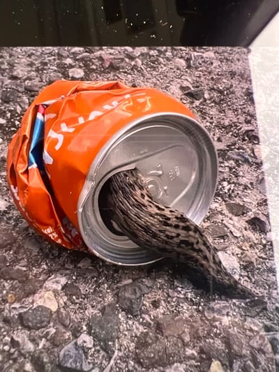 A leopard slug is emerging from a crushed, empty, orange beverage can that rests on a gravelly surface. The can is dented and its orange exterior is partially peeling back to reveal a blue and white interior liner. The slug, with its characteristic spotted pattern, extends its body out of the opening of the can. The background consists of various shades of grey and brown gravel, with some larger stones interspersed. The scene is illuminated by natural light, casting subtle shadows. The specific location in the city of Bernex, Switzerland, is not discernible from the provided image.