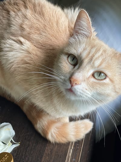 An overhead medium shot captures a ginger cat with green eyes resting on a dark wooden surface. The cat's fur is a blend of light and dark orange, with distinct tabby markings visible around its face. Its long white whiskers fan out from its muzzle, and its pink nose is slightly upturned. The cat is looking towards the camera with a calm expression. To the left of the cat, a white flower petal and a portion of a gold-colored object with the word "CULT" embossed on it are visible on the wooden surface. The background is softly blurred, with a hint of a gray curtain on the right. The image appears to be taken indoors, possibly in a residential setting. There is no information about the city of Коротиха, Russia, in the image.