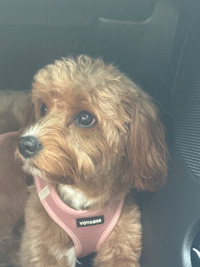 A medium shot photograph shows a brown-haired dog wearing a pink "Voyager" branded harness, sitting in a car. The dog has dark, expressive eyes, a black nose, and light brown fur that is slightly disheveled. The background is dark, with a textured black surface to the right of the dog, likely a car seat or interior panel. The lighting is dim, suggesting the photo was taken inside a vehicle. The dog is positioned in the center of the frame, looking slightly to the left of the camera. The overall impression is that of a pet traveling in a car.