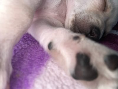 The close-up, slightly blurred image shows a white puppy with black spots sleeping soundly on a purple and white striped blanket. The puppy's soft fur is visible, as are its paws, nose, and part of its face. The focus is on the puppy's relaxed state, with its body curled up and its features appearing peaceful. The scene is intimate and cozy, suggesting a moment of quiet rest. There are no people, visible text, or specific location cues beyond the general setting of a home environment. The lighting appears soft, indicative of indoor conditions, and the time of day or weather is not discernible. The overall impression is one of comfort and tranquility for the sleeping animal.