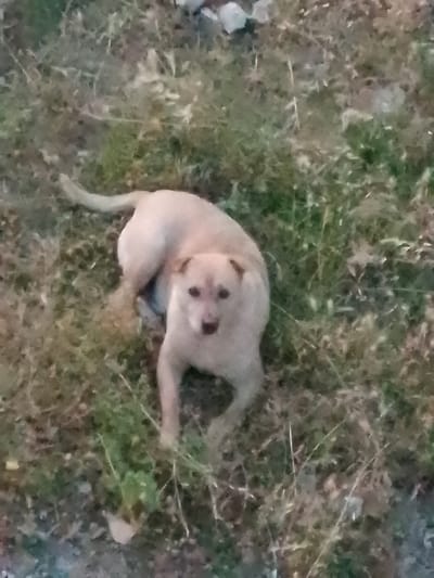 The image shows a light-colored dog lying on the ground amidst dry grass and some greenery. The dog is facing towards the camera with its mouth slightly open, giving the impression of panting or being alert. Its ears are perked up, and its eyes are looking directly at the viewer. The dog appears to be a medium-sized breed with a lean build.
The setting is an outdoor environment, likely a field or a grassy area, characterized by a mix of dry, straw-like grass and patches of green vegetation. Some small rocks or debris are visible in the background, suggesting a somewhat unkempt natural or semi-natural space. The lighting in the image is dim, indicating that it might be late in the day, possibly dusk or early morning, or the area is shaded. There are no discernible human figures, objects, or text in the image. The overall mood conveyed by the image is one of simple observation of the animal in its natural or semi-natural habitat. The image quality is somewhat blurry, making it difficult to discern fine details of the dog's coat or the textures of the surroundings. Based on the provided context, this scene is located in Valle Castellana, Italy.