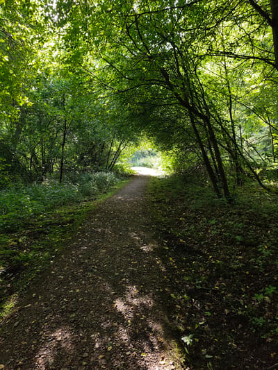 The image depicts a sun-dappled walking path through a dense forest. The path is made of gravel and scattered leaves, and it curves gently into the distance where sunlight pierces the tree canopy. Lush green foliage overhangs the path from both sides, creating a tunnel-like effect. Sunlight filters through the leaves, casting dappled shadows on the path and the forest floor. The environment appears serene and natural. The location is identified as Uniejów, Poland. There are no people or specific objects clearly identifiable beyond the natural elements of the forest and the path itself.