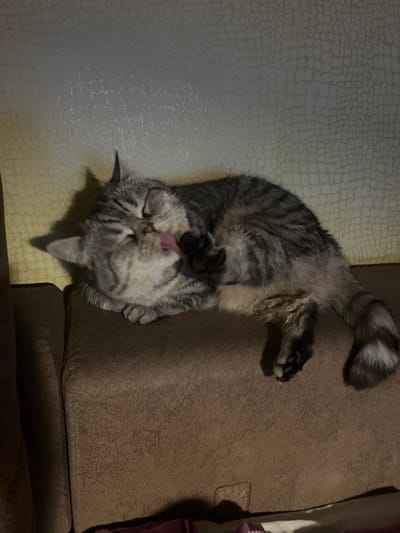 A gray and white tabby cat is lying on its back on a brown couch and textured light gray floor in what appears to be an indoor setting. The cat has its eyes closed and its tongue sticking out as it grooms its left paw. The tail of the cat is curled upwards towards the top of the image. The location in the city of Bobrov, Russia, is assumed but cannot be confirmed based on the given image alone.