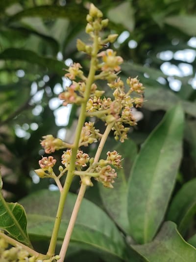 A close-up, vertical, eye-level shot captures a cluster of immature mango flowers in a state of development. The flowers, predominantly pale yellow with hints of pink and brown, are arranged on thin, green stems. Some flowers appear to be in bud, while others have begun to open, revealing intricate structures. The background is filled with blurred green foliage, suggesting an outdoor environment. The lighting is soft, with some areas of bright bokeh indicating a natural light source, possibly sunlight filtering through leaves. The scene is devoid of any human presence or discernible urban elements.