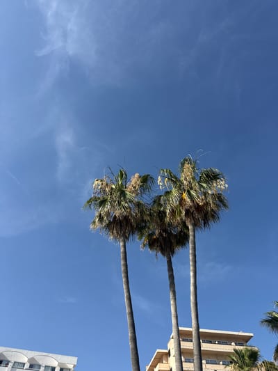 In the city of Es Camp De Mar, Spain, three palm trees stand tall against a clear blue sky dotted with wispy white clouds. The palm trees are the most prominent feature, with their fronds swaying gently in the breeze. Their trunks are thick and textured, showing signs of age and growth. In the background, there are buildings that appear to be part of a resort or hotel complex, with balconies and windows visible. The overall scene suggests a warm, sunny day, possibly in a tropical or Mediterranean setting, which aligns with the location of Es Camp De Mar in Mallorca, Spain. There are no visible people or actions taking place in the image.