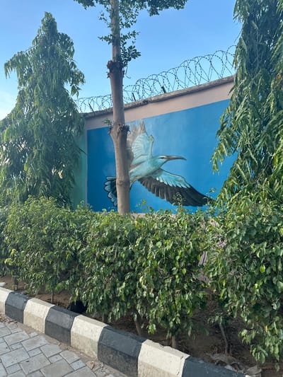 A mural of a blue bird in flight is painted on a light beige wall topped with barbed wire. The wall is bordered by lush green hedges. In the foreground, a paved walkway with a black and white striped border is visible. Tall trees with slender trunks and sparse foliage flank the mural. The sky is clear and blue. The image is taken from a street-level perspective in Batagarawa, Nigeria.