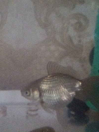 The image shows a fish in an aquarium. The fish is silver and has scales. The aquarium appears to be in a home setting, with a patterned wallpaper visible in the background. There is no indication of the location in Martuni, Armenia.