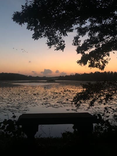 The image depicts a serene lake at dusk, with the sky transitioning from a soft blue to a warm orange hue. Silhouetted trees frame the scene from above, their branches casting shadows on the water. The lake's surface is dotted with numerous lily pads, creating a textured pattern that reflects the sky's colors. In the foreground, a dark silhouette of a bench is visible, partially obscured by vegetation. The environment suggests a peaceful natural setting, possibly a park or a nature reserve within Moodugamuwa, Sri Lanka. There are no people or animals visible in the frame.