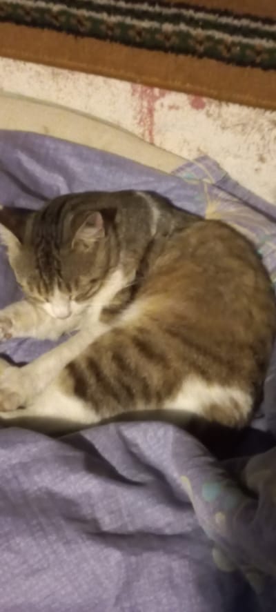 A tabby cat with brown and white fur is sleeping curled up on a purple blanket. The cat's eyes are closed, and its body is relaxed. The blanket appears to be made of a soft material and has a subtle pattern. In the background, a portion of a striped rug is visible. The lighting in the image is dim, suggesting it was taken indoors. The location is a residence in Markevycheve, Ukraine.