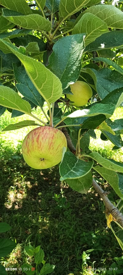 In a close-up shot taken in the city of Zaamin, Uzbekistan, an apple tree branch laden with fruit is captured. A partially ripe apple, exhibiting red streaks against a green background, hangs prominently in the foreground, slightly off-center to the left. Behind it, another lighter green apple is partially obscured by leaves. Lush green foliage surrounds the apples, with sunlight dappling through the leaves and illuminating the scene. The background consists of a soft-focus view of green grass, suggesting an outdoor setting, possibly an orchard or garden. The lower right corner of the image displays a timestamp reading "20-06-2026 10:47", indicating the date and time the photograph was taken.