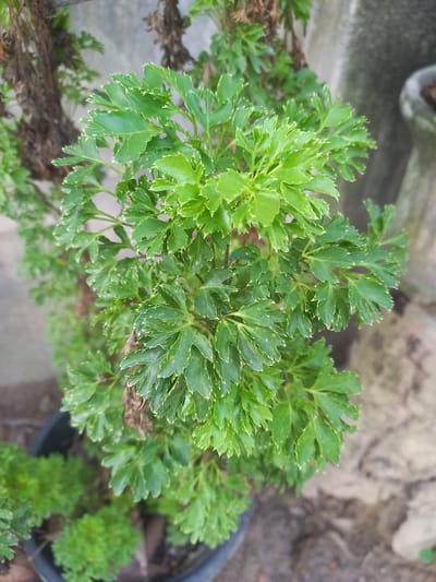 The image shows a close-up view of a healthy green plant with compound leaves, possibly a variety of Aralia or Ming Aralia (Polyscias fruticosa). The leaves are deeply lobed and have serrated edges, with some having a lighter green or yellowish variegation along the margins. The plant appears to be in a black pot, partially visible at the bottom of the frame. The background consists of a textured, greyish wall on the left and a blurred, rocky or concrete surface on the right. There are also some dry, brown stems from another plant visible to the left and behind the main subject. The lighting suggests it is daytime. The location of Blangcot Tunong, Indonesia, is not visually evident within the image itself.