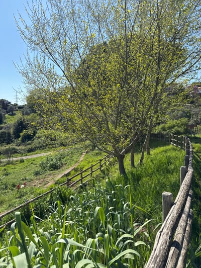 The image depicts a rural scene, possibly located in Morlupo, Italy, based on visual characteristics of the environment. A tree with budding leaves dominates the left side of the frame, juxtaposed against a clear blue sky. A weathered wooden fence runs along the right side, bordering a path or open area covered in grass and other vegetation. The terrain appears slightly sloped. In the background, hints of buildings and possibly power lines suggest proximity to a residential area. The lighting suggests daytime, with some areas in bright sunlight and others shaded by the tree. Overall, the scene conveys a sense of nature meeting the edge of human habitation.