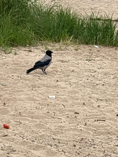 A hooded crow is standing on a sandy surface. The crow is predominantly grey with black wings and a black head. In the background, there is a dense growth of green grass. The sandy ground is uneven and appears to have small pebbles and debris scattered across it, including a small red object on the left side of the image. The lighting suggests an outdoor environment, possibly during the day. The location is the Neva River bank in Nevskaya Dubrovka, Russia.