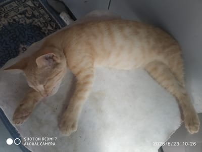 A ginger tabby cat is sleeping on a white cloth, which is placed on a blue patterned rug. The cat is lying on its side, with its head resting on its paws. Its eyes are closed, and it appears to be in a deep sleep. The background is a wall. The image appears to have been taken in the city of Khalkabad, Uzbekistan. The date and time stamp indicates 2026/6/23 10:26, and there is a watermark of "SHOT ON REDMI 7 AI DUAL CAMERA."
