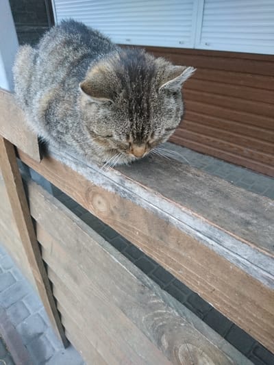 A gray tabby cat sits on a wooden structure. The structure is composed of parallel wooden planks, arranged at an angle to the horizontal. The cat is positioned at the top left of the frame. Behind the cat is a wall made of vertically aligned white panels. Above the wall, the image includes a dark brown paneled surface. The environment appears to be outdoors. The location is Terezyne, Ukraine.