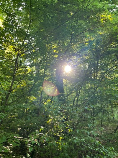 The image depicts a dense canopy of green leaves and bare branches, with the sun shining brightly through the foliage, creating a lens flare effect. The location is Reckange-sur-Mess, Luxembourg, suggested by the environment. The scene appears to be a forest or wooded area. No people or animals are visible. The focus is primarily on the interplay of sunlight and the natural elements of the tree canopy.