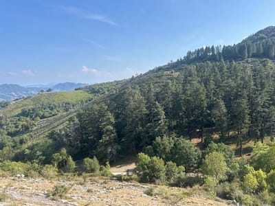 A sunlit, panoramic view of a mountainous landscape depicts a steep hillside covered in lush green pine trees. The foreground is a rocky, dry slope with sparse vegetation. In the midground, the pine forest continues up the slope, with a dirt road winding through it. The background reveals rolling hills and mountains under a clear blue sky with a few wispy clouds. The scene is a natural, undeveloped environment, likely in a rural area like Aulesti, Spain, known for its green landscapes and mountainous terrain. There are no people or visible structures other than the dirt road. The lighting suggests it is daytime, possibly late morning or early afternoon, with the sun casting shadows.