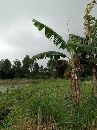 The image displays an agricultural scene in Kondha, India, under a uniformly overcast, light gray sky. In the immediate right foreground, a banana plant stands vertically, featuring large, green leaves, some appearing tattered or partially dried, and a trunk encased in dried brown leaf sheaths. A second, smaller banana plant trunk is partially visible behind it. The ground in the immediate foreground is covered by a mix of tall green and dry grasses. The midground presents a cultivated field with discernible rows of low-lying green crops. To the left of the field, a body of water contains scattered aquatic vegetation and a rudimentary structure composed of bamboo or wooden poles extending horizontally across a segment of the water. The background consists of a dense line of tall coniferous trees, forming a dark green horizon against the cloudy sky. No human subjects or discernible actions are depicted.