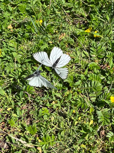 Two white butterflies with black markings are shown on a grassy field with scattered yellow flowers. One butterfly is perched on the ground with its wings open, displaying a delicate pattern of black veins against white. The second butterfly is in flight, with its wings blurred, positioned to the left and slightly below the stationary butterfly. The background consists of lush green grass and leaves, with patches of sunlight creating dappled shadows on the ground. The location is identified as Zhigalovo, Russia, suggesting an outdoor, natural setting.