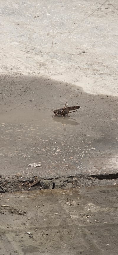 A lone grasshopper stands in a shallow puddle on an asphalt surface. The grasshopper is brown and has long antennae. The asphalt is cracked and appears worn. The background is out of focus and suggests an outdoor environment, possibly in a city or urban area. The lighting indicates it is daytime. There is a reflection of the grasshopper visible in the puddle. The overall scene is natural and unposed.