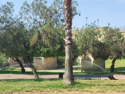 The image depicts a park scene with a bridge in the background. In the foreground, there are several trees, including a prominent palm tree with a textured trunk. The trees are lush and green, with some branches reaching towards the sky. The ground is covered with grass and there's a paved pathway. In the mid-ground, a modern bridge with stone pillars is visible, and two lampposts are situated on top of it. A sprinkler system is actively watering the grass near the base of one of the bridge pillars. A dark garbage can and a park bench are also present. The sky is clear and blue. The scene is likely located in Badajoz, Spain, given the presence of the Roman bridge, Puente de Palmas, which features similar stone pillars and lampposts.