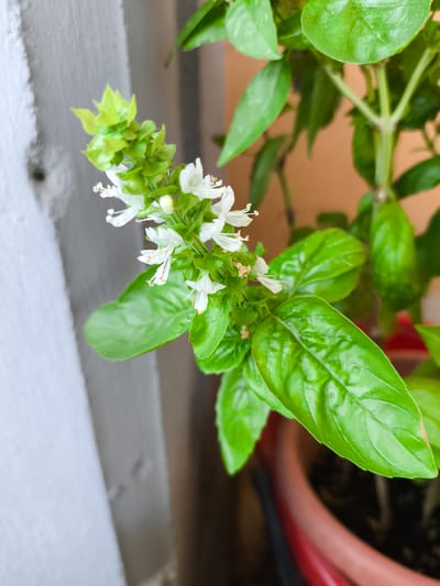 A close-up, eye-level shot shows a flowering basil plant. The plant has vibrant green leaves and a spike of small white flowers. The background is blurred, but suggests an outdoor or semi-outdoor setting with a neutral-colored wall and a terracotta pot. The image was taken in Pomezia, Italy.
