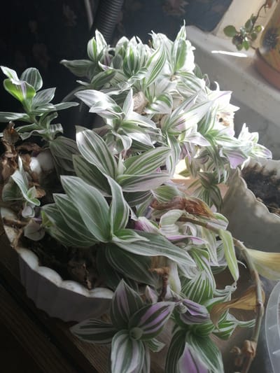 A potted plant with variegated green and white leaves sits on a wooden surface. The plant appears to be a Tradescantia, possibly 'Nanouk'. The pot is a light-colored, decorative ceramic container with a scalloped edge. In the background, a dark, ribbed pipe is visible, along with glimpses of a window and a terracotta pot with a green plant. The lighting suggests it is daytime, with sunlight casting shadows. The overall scene is indoors, likely in a residential setting, and the plant is the primary subject. The location is specified as Рэчыцкі сельскі Савет, Belarus.