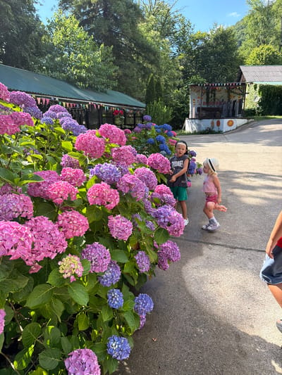 In Semenovka, Russia, a vibrant scene unfolds near a building with a green corrugated roof, adorned with colorful triangular banners. The foreground is dominated by an abundance of hydrangeas in shades of pink, purple, and blue, their large blooms creating a lush display. Two children are visible on a paved pathway. A young boy, wearing a black cap and a dark t-shirt with "STRONGER" printed on it, stands near the flowers. Beside him, a younger girl in a pink top and a straw hat holds a doll. Another child's arm and leg are partially visible on the right side of the frame. In the background, trees and a hillside suggest a natural, possibly mountainous, setting. A smaller building with a stage-like structure, featuring a sign with Cyrillic text, is situated further down the path.