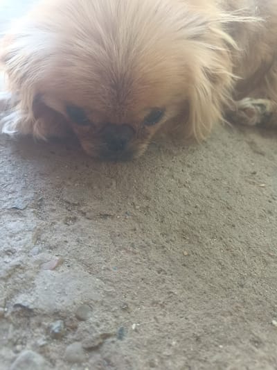 The image shows a close-up, low-angle shot of a small, fluffy dog with tan fur. The dog is lying down on a rough, textured surface that appears to be concrete or a similar material, with small pebbles and debris scattered across it. The dog's head is facing downwards, obscuring its full body, but its face is visible, with dark eyes and a dark nose. Its fur is long and somewhat messy, especially around its face. The lighting suggests it might be daytime, possibly outdoors, as there's a soft, diffused light. The overall mood is quiet and relaxed, with the dog appearing to be resting or sleeping. There are no people, visible text, or specific landmarks to indicate the exact location within Grigoriopol, Moldova, beyond the general context provided. The focus is primarily on the dog and the ground it rests upon.