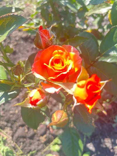 This image shows a close-up of several rose buds and one open rose in an outdoor setting. The flowers are predominantly orange and yellow. There are green leaves and stems visible, as well as soil on the ground. The lighting suggests it is daytime with sunlight filtering through. The scene appears to be a garden or natural area. The location is Preobragenskaya, Russia.