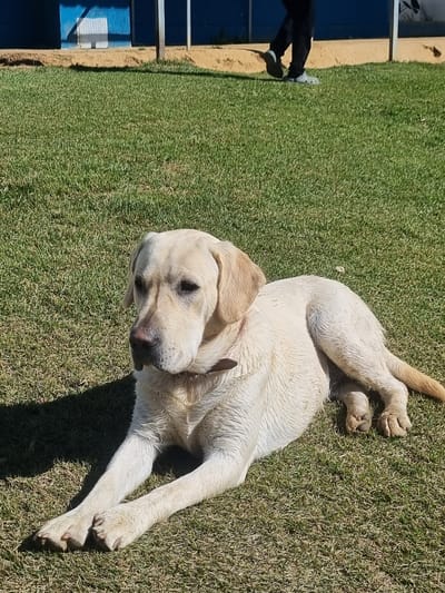 A light-colored Labrador Retriever lies on a bright green lawn under a clear blue sky, casting a distinct shadow. The dog is positioned in the foreground, facing left with its head slightly turned towards the viewer. Its eyes are partially closed, and it appears relaxed. The dog is wearing a dark brown collar. The background consists of a sandy area leading to a blue and white structure, possibly a building or fence, and a thin vertical pole. In the upper right portion of the background, a person's legs and feet are visible, indicating they are walking away from the camera. The grass is neatly cut, and there are no other visible animals or people in the immediate vicinity. The overall scene suggests an outdoor recreational area, possibly a park or training ground, in Mogi das Cruzes, Brazil.