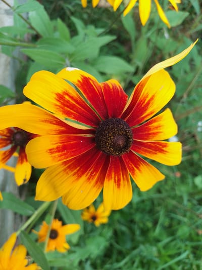 A close-up, high-angle shot captures a vibrant Black-Eyed Susan flower in the foreground, its petals transitioning from bright yellow at the tips to a deep red towards the center. The dark, textured center of the flower is clearly visible. Behind this focal point, other Black-Eyed Susan flowers are blurred, some in focus and some out of focus, creating a layered effect. The background consists of lush green foliage, suggesting a garden setting. The image was taken in Solonytsivka, Ukraine.