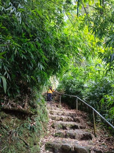 The image displays a steep, winding stone stairway located at Bangalum Bridge, Papua New Guinea, ascending through a dense tropical environment. The stairway is constructed from irregular, worn, and moss-covered stone steps, with scattered leaf litter and debris on the surface. A silver-colored metallic handrail, supported by several vertical posts, extends along the right side of the ascending path, providing support. The environment is characterized by an abundance of lush green vegetation, primarily dense bamboo and other broad-leafed plants, forming a thick natural canopy overhead and dense walls on both sides of the path. On the left side of the stairway, an earth bank covered in moss and small ferns is visible. A single individual is positioned on the stairway, approximately halfway up, near the left edge of the steps. The person is wearing a bright yellow long-sleeved jacket, dark trousers, and dark footwear. A dark bag or backpack is visible on their back. Their right hand is grasping the metallic handrail, and they are standing facing further up the ascending path.