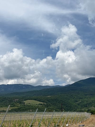 The image shows a vineyard in Lavrovoe, Ukraine. The vineyard is in the foreground, with rows of young grapevines stretching into the distance. The vines are supported by a trellis system of metal posts and wires. In the background, there are rolling hills covered in lush green trees, with a mountain range in the distance. The sky is partly cloudy, with large white cumulus clouds scattered across a blue sky. The overall impression is one of a peaceful, rural landscape.