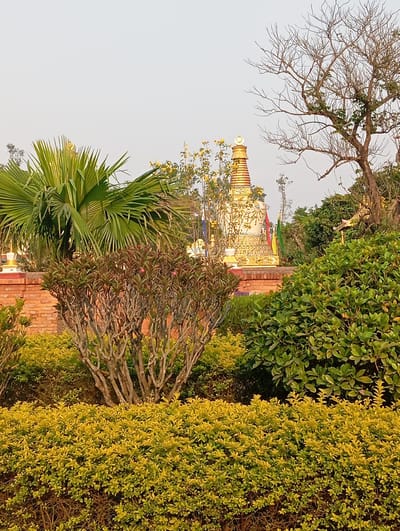 A wide shot captures a golden Buddhist stupa in Lumbini Sanskritik, Nepal. The stupa, adorned with intricate designs, stands behind a low brick wall. In the foreground, various shrubs and bushes fill the frame, including a small palm tree on the left. A bare tree stands on the right. The sky is pale and overcast.