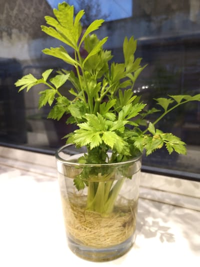 A close-up, slightly angled shot shows a glass of water containing a hydroponically grown plant, possibly celery, with a thick mass of light brown roots visible through the clear glass. The plant has vibrant green leaves, some of which are slightly curled or have yellow spots. The glass is positioned on a white surface with subtle textured patterns, likely a windowsill, and appears to be near a window with a dark, out-of-focus background showing hints of a brick or textured wall and a bright blue sky. The scene is illuminated by natural light, casting soft shadows. The location is identified as Darlington, United Kingdom.