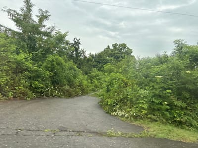 An asphalt road winds through dense, overgrown vegetation under a cloudy sky. The road appears weathered and cracked, with some patches of grass growing through it. On either side of the road, a profusion of green bushes and trees create a tunnel-like effect, obscuring much of the background. Some of the foliage appears to be wild growth, with leafy branches reaching towards the road. The overall impression is one of an unmaintained, somewhat wild environment within or on the outskirts of a rural area. The image does not depict any people or specific city landmarks, but the caption indicates it is located in the Nigoiti community of Georgia.