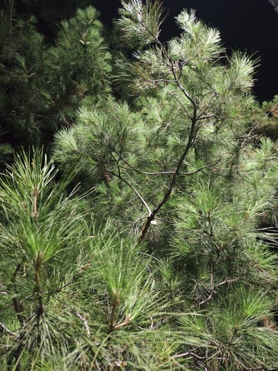 The image shows a close-up view of a pine tree at night. The branches are laden with long, green needles, and some small pinecones are visible. The lighting suggests artificial illumination, casting shadows and highlighting the texture of the needles and bark. The background is dark, indicating a nighttime setting. No people or specific city landmarks are discernible in this image. The location of Dangir, Uzbekistan, is not visually represented in the provided image.