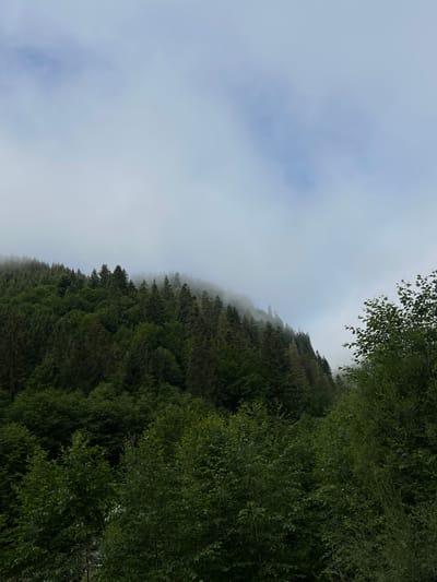This is a vertical, medium-shot, outdoor photograph taken in the city of Yasinya, Ukraine. The image captures a dense, evergreen forest on a hillside under a cloudy sky. The forest is comprised of various shades of green, with tall, conical evergreen trees dominating the upper slopes and a thick canopy of deciduous trees in the foreground. The upper portion of the hillside is partially obscured by a layer of white fog or low-hanging clouds, creating a soft, hazy effect that blends the treeline with the sky. The sky itself is overcast with diffuse white and light gray clouds, with subtle hints of pale blue visible in some areas. No people or man-made structures are visible in the frame, presenting a purely natural landscape scene.