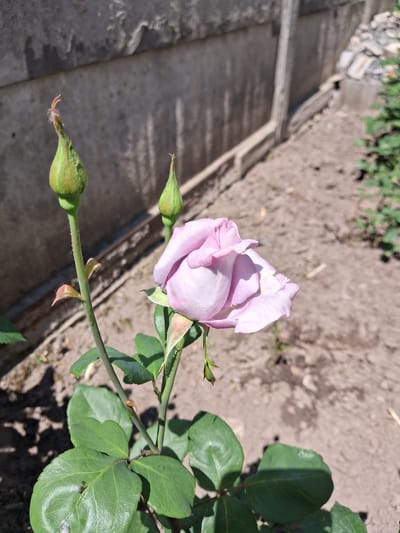 A close-up, outdoor, eye-level shot depicts a light purple rose in bloom, with two unbloomed buds on the same stem. The rose is positioned to the right of the frame, its petals softly unfurling. The stem, adorned with green leaves, is dark and slightly thorny. In the background, a rough concrete wall runs horizontally across the top of the image, casting a shadow. To the right of the wall, a blurred view of dry, sandy ground and sparse vegetation is visible, suggesting an outdoor environment. The overall lighting indicates it is daytime, with sunlight illuminating the scene. The image appears to have been taken in a garden or backyard setting. No people are present in the frame.