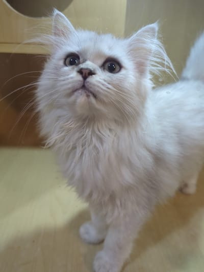 A white Persian kitten is captured in a close-up shot, looking upwards with its mouth slightly ajar. Its fur is fluffy and appears slightly dishevelled, particularly around its ears and face. The kitten has dark eyes and a pink nose. The background consists of a light-colored wooden surface, with a shadow cast on the left side of the image. There is no discernible indication of the city of Xishan District, China, or any other specific location. The image focuses solely on the kitten and its immediate surroundings, which appear to be an indoor setting.