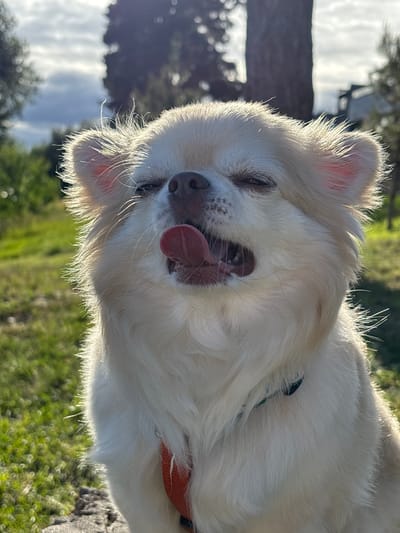 A fluffy, light-colored dog with its eyes closed and tongue sticking out is pictured outdoors. The dog's fur is illuminated by bright sunlight, creating a halo effect around its head. The background consists of green grass, trees, and a cloudy sky, suggesting a park or natural setting. The dog is wearing a red harness. The image does not provide any information about the city of Приморский, Russia.