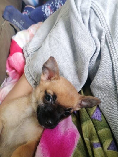 A small, light-brown chihuahua puppy with a black muzzle is lying on a colorful patterned blanket. The blanket features a mix of pink, green, and purple geometric shapes. The puppy is nestled against a person's arm, which is covered by a light gray, denim-like material. In the background, there is a hint of a blue sock with white patterns and a piece of brown fabric. The overall scene appears to be indoors and depicts a moment of relaxation and companionship between the puppy and a person. The location is presumed to be Balgarsko Slivovo, Bulgaria.