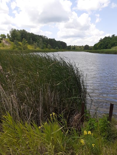 This image depicts a tranquil natural landscape along the Deremezna River in Deremezna, Ukraine. The foreground is dominated by lush, tall green reeds growing from the water's edge, with some dry, brown reeds interspersed. A few small yellow wildflowers are visible amongst the green vegetation. The river itself is wide and reflects the sky, with gentle ripples on its surface. In the middle ground, the river curves, with dense green trees lining its banks. The background consists of rolling hills covered in trees and vegetation, with a cloudy sky overhead. The scene appears to be a peaceful, undeveloped natural area.