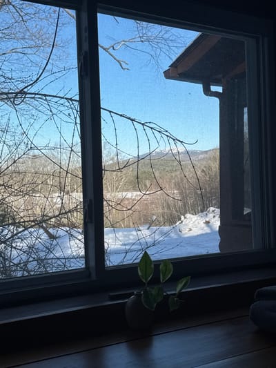 A view through a window showcases a wintry landscape. Bare tree branches fill the foreground, framing a scene of snow-covered ground and distant trees. A corner of a building's roof is visible above. Inside, a small potted plant with variegated leaves hangs near the window. The window frame is dark, contrasting with the bright, overcast sky visible in the background.