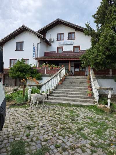 The image shows the exterior of a motel in Dobri Dol, Bulgaria. A large, white building with a dark tiled roof stands prominently. A sign on the side of the building reads "MOTEL" vertically in blue letters. Another sign above the entrance has Cyrillic text that appears to be "МОТЕЛ ВЕРНЕР". A wide set of stone stairs with white balustrades leads up to the entrance. Numerous potted plants are arranged along the stairs and on a covered porch area.
In the foreground, a light-colored dog with dark markings on its back and ears is walking on a cobblestone pathway. The dog appears to be carrying something in its mouth. The pathway is interspersed with patches of grass and small yellow flowers. To the left of the pathway, there is a lush green garden with orange flowers and shrubs. A portion of a white vehicle is visible on the far left of the image. The sky above is overcast.