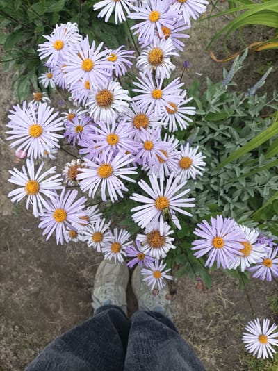 This is a top-down, eye-level, full shot taken outdoors, likely in a garden or natural area within the Прыбыткаўскі сельскі Савет, Belarus. The foreground features the legs and feet of an individual wearing blue jeans and light-colored sneakers, standing on a dirt path. The middle ground is dominated by a cluster of light purple asters with yellow centers, some in full bloom and others partially visible. One aster in the middle-left of the image has a small, metallic green beetle on one of its petals. The background consists of green foliage and what appears to be dry grass or soil. The lighting suggests it is daytime with natural light illuminating the scene.