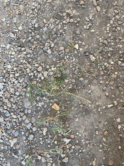 The image shows a close-up, overhead view of a rough, stony ground surface. The ground is a mix of loose gravel, small to medium-sized rocks of various grey and brown hues, and compacted dirt. Sparse green weeds and dry grass shoots are growing in patches between the stones. In the center of the frame, a cluster of green plants with small leaves is visible, some appearing to be low-growing weeds, intertwined with dry grass. A single, pale brown dry leaf lies on the ground near the plants. The overall impression is of an uncultivated outdoor area, possibly a path or roadside in a natural or semi-natural setting within the city of Torquay, United Kingdom. There are no people or animals present.