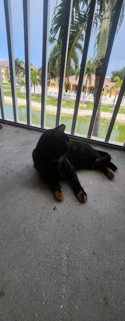 A black and tan cat is lying on its back on a concrete surface. The cat's paws are splayed outwards. Behind the cat, there is a screen or fence, beyond which a body of water is visible, reflecting the sky and surrounding buildings and palm trees. The setting appears to be a residential area with houses and lush vegetation. The sky is blue, suggesting it is daytime. The image is taken from a slightly elevated perspective, looking down at the cat.